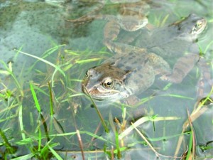 Frogs in Bottom Pond (March 2012)