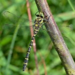 Golden-ringed dragonfly