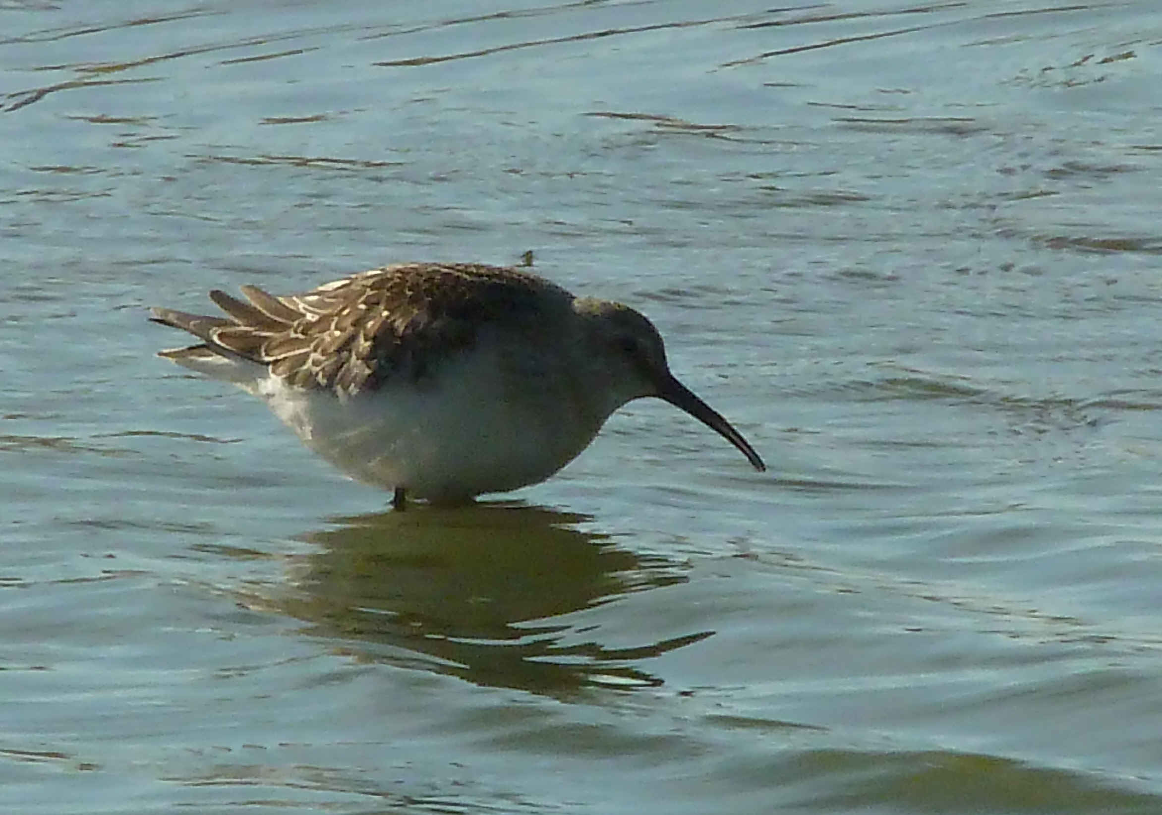 P1040092c