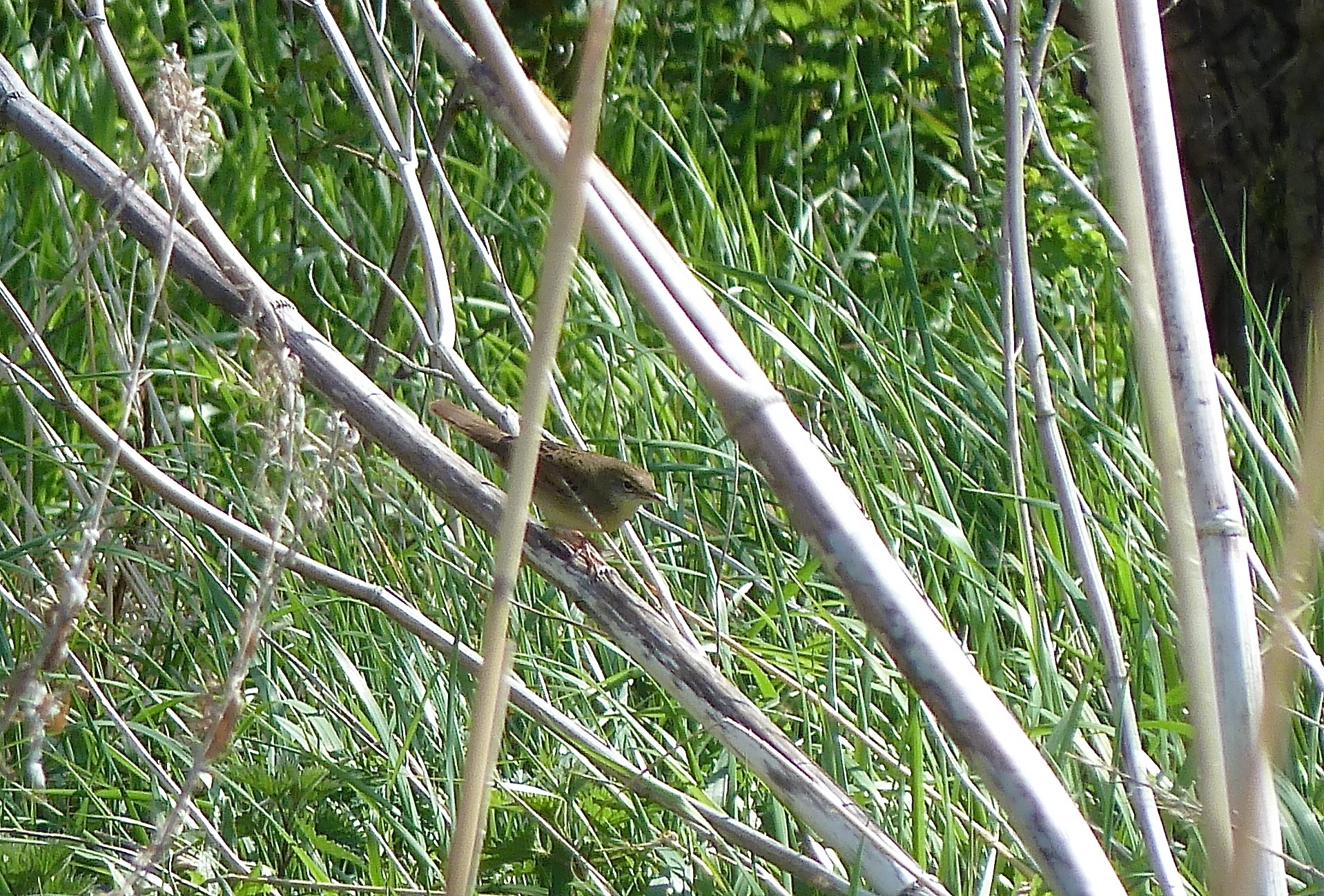 grasshopper warbler taken with a compact camera P1030449 grasshopper warbler