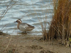 Male Garganey