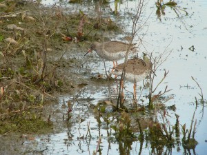 Red Shanks smartly dressed