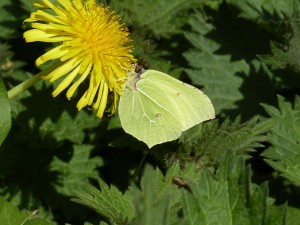 Brimstone