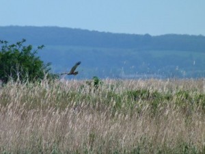 Male Marsh Harrier