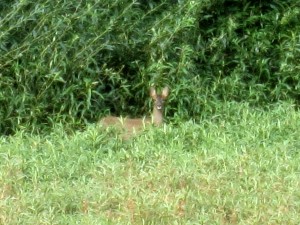 Roe Deer at Carr Pond