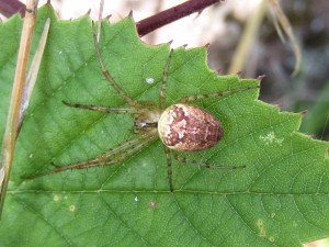 Probably Metellina segmantata agg.