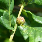 Artichoke gall on Oak