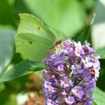 Brimstone butterfly